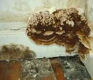 Dry Rot Treatment in Ruguley