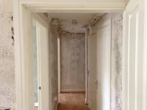 Mould Remediation in Woodford 
